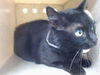 adoptable Cat in downey, CA named MEOW MEOW