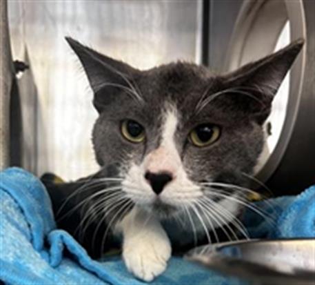 adoptable Cat in Downey, CA named FISHTAIL
