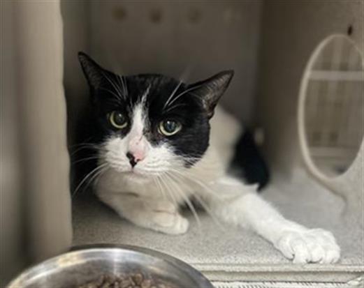 adoptable Cat in Downey, CA named LUCKY
