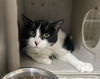 adoptable Cat in downey, CA named LUCKY