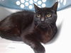 adoptable Cat in downey, CA named LUCIO