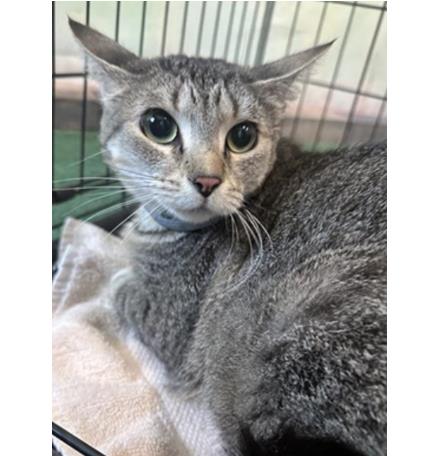 adoptable Cat in Downey, CA named SASSY