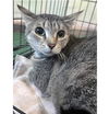 adoptable Cat in downey, CA named SASSY