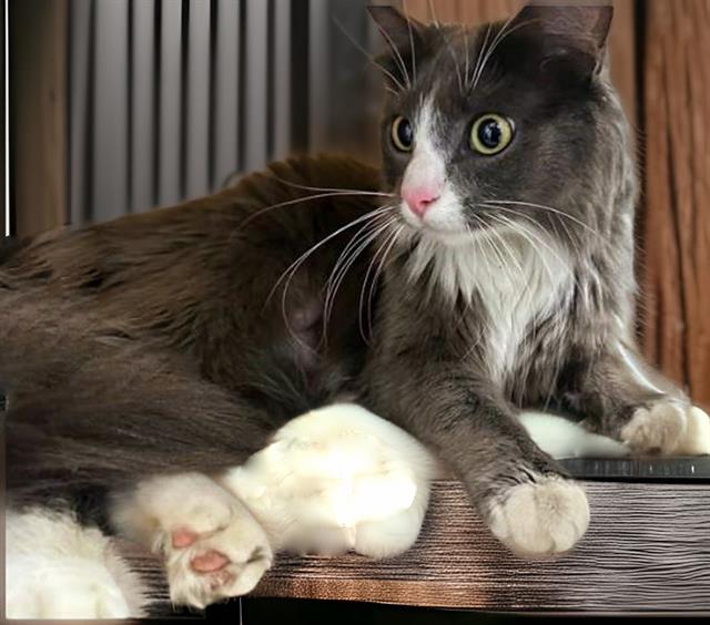 adoptable Cat in Downey, CA named SOFIA