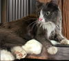 adoptable Cat in downey, CA named SOFIA