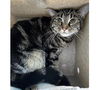 adoptable Cat in downey, CA named PARIS