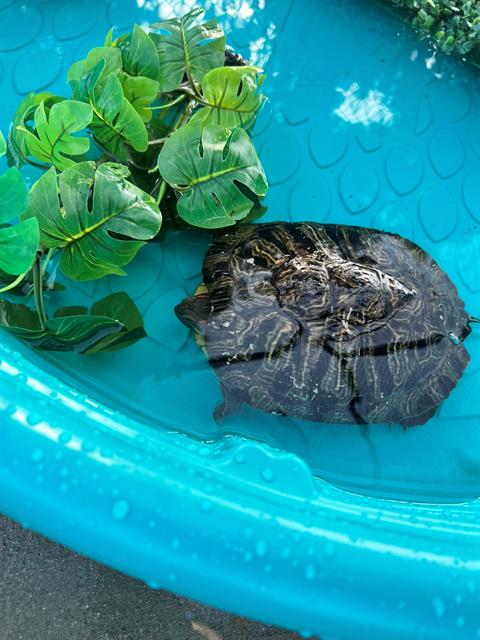 adoptable Turtle in Downey, CA named MONET