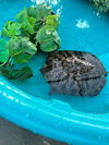 adoptable Turtle in downey, CA named MONET