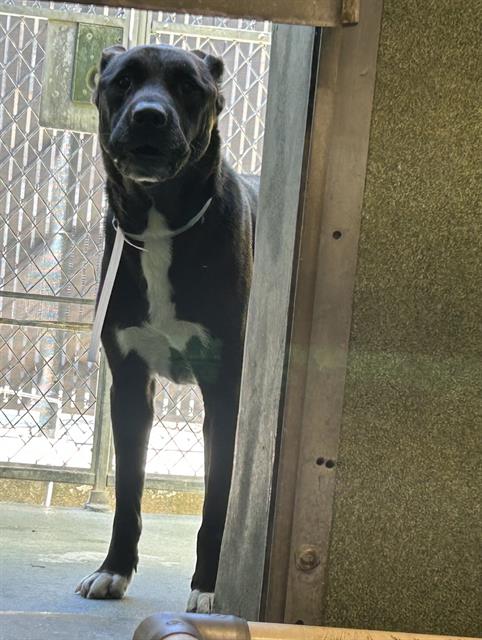 adoptable Dog in Downey, CA named FINNLEY