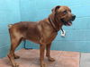 adoptable Dog in  named TANK