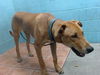 adoptable Dog in downey, CA named WHISKEY