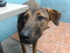 adoptable Dog in downey, CA named SWEETEA