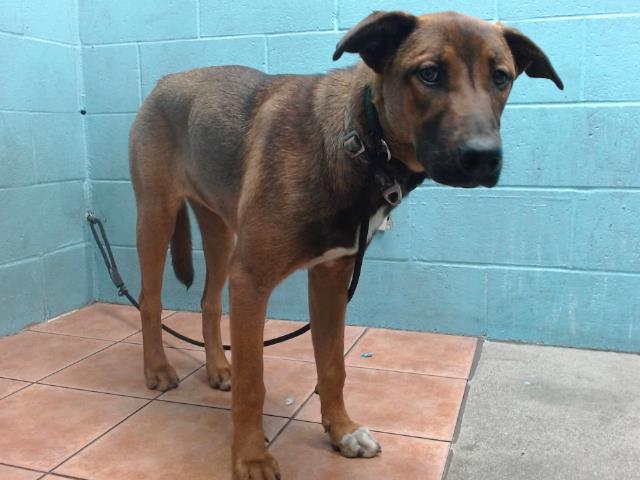 adoptable Dog in Downey, CA named CHER