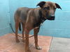 adoptable Dog in downey, CA named CHER