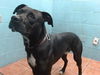 adoptable Dog in  named ANDRE