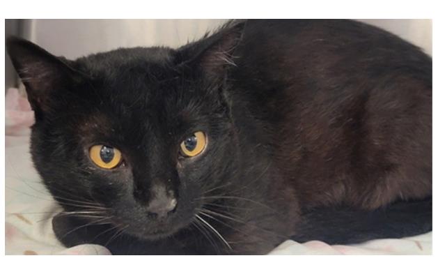 adoptable Cat in Downey, CA named ONYX BEAN