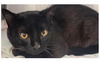 adoptable Cat in downey, CA named ONYX BEAN
