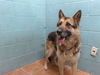 adoptable Dog in downey, CA named CODY