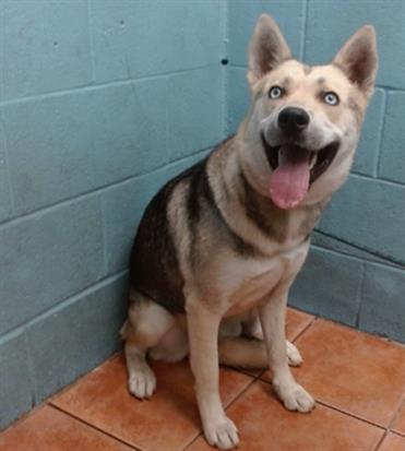 adoptable Dog in Downey, CA named DARLING