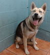 adoptable Dog in downey, CA named DARLING