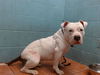 adoptable Dog in  named COSMO