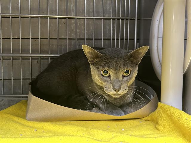 adoptable Cat in Downey, CA named ZION