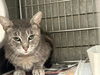 adoptable Cat in downey, CA named MOON FLOWER