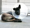 adoptable Dog in downey, CA named TIANA