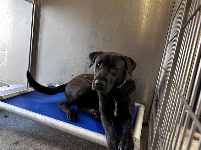 adoptable Dog in Downey, CA named VIN DIESEL