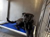 adoptable Dog in downey, CA named VIN DIESEL