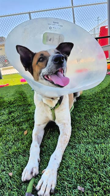 adoptable Dog in Downey, CA named CHICA