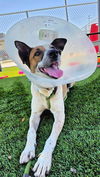 adoptable Dog in downey, CA named CHICA