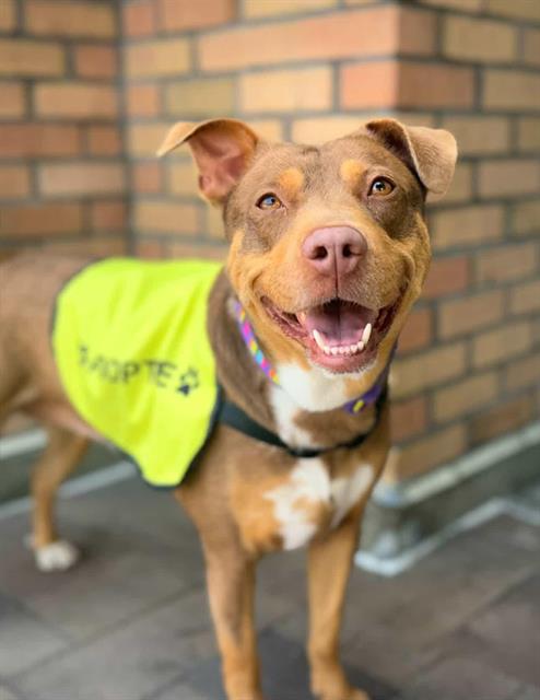 adoptable Dog in Downey, CA named CANELA