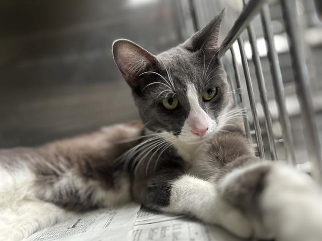 adoptable Cat in Downey, CA named REGGIE