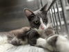adoptable Cat in downey, CA named REGGIE