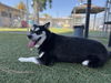 adoptable Dog in  named SHADOW