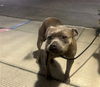 adoptable Dog in downey, CA named TANYA