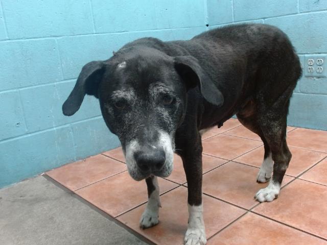 adoptable Dog in Downey, CA named MABEL