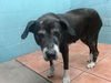 adoptable Dog in downey, CA named MABEL