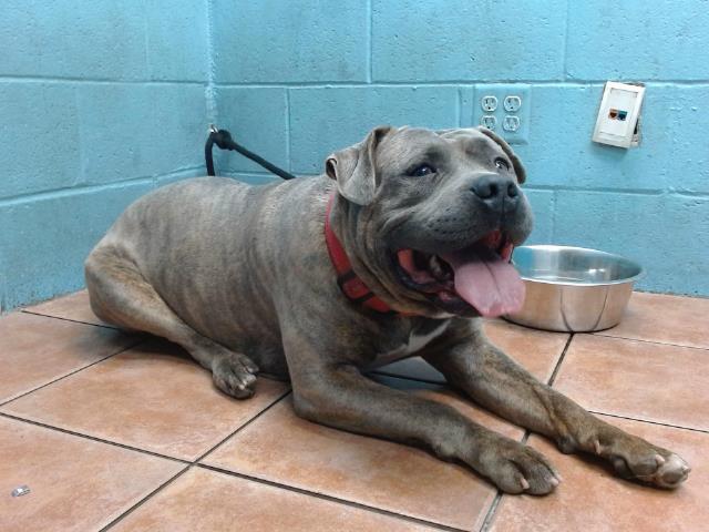 adoptable Dog in Downey, CA named DRAKEO