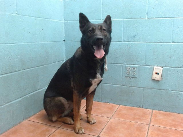 adoptable Dog in Downey, CA named SWEETIE BELLE