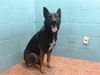 adoptable Dog in downey, CA named SWEETIE BELLE