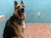 adoptable Dog in downey, CA named LUCY