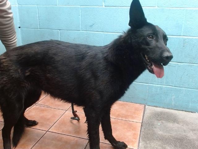 adoptable Dog in Downey, CA named SUSIE