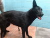 adoptable Dog in downey, CA named SUSIE