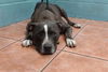 adoptable Dog in downey, CA named SABRINA