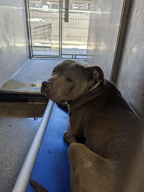 adoptable Dog in Downey, CA named RILEY