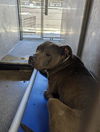 adoptable Dog in downey, CA named RILEY