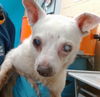 adoptable Dog in  named A5711473