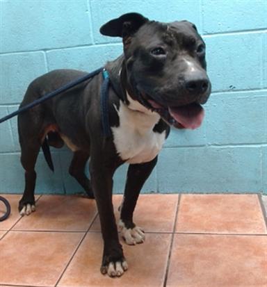 adoptable Dog in Downey, CA named RASPBERRY